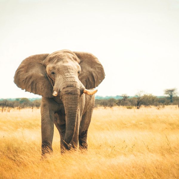 Namibia-Etosha-Elephant-re