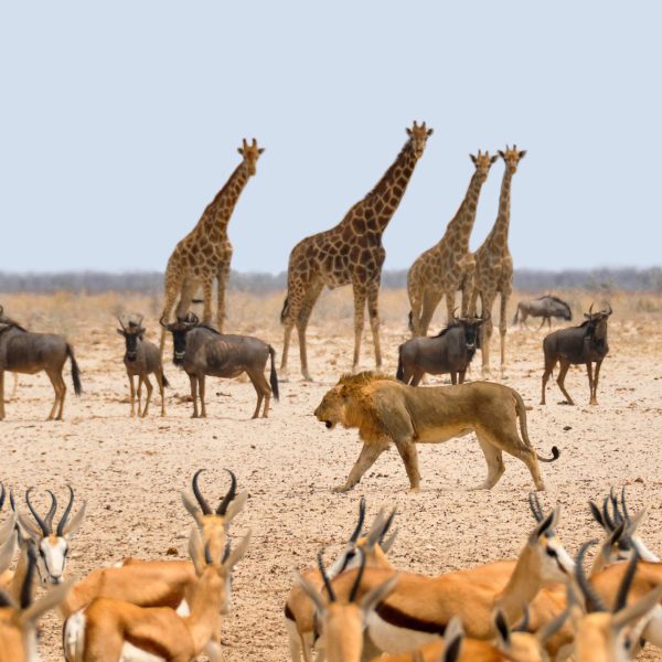 Namibia-Etosha-Safari-1800